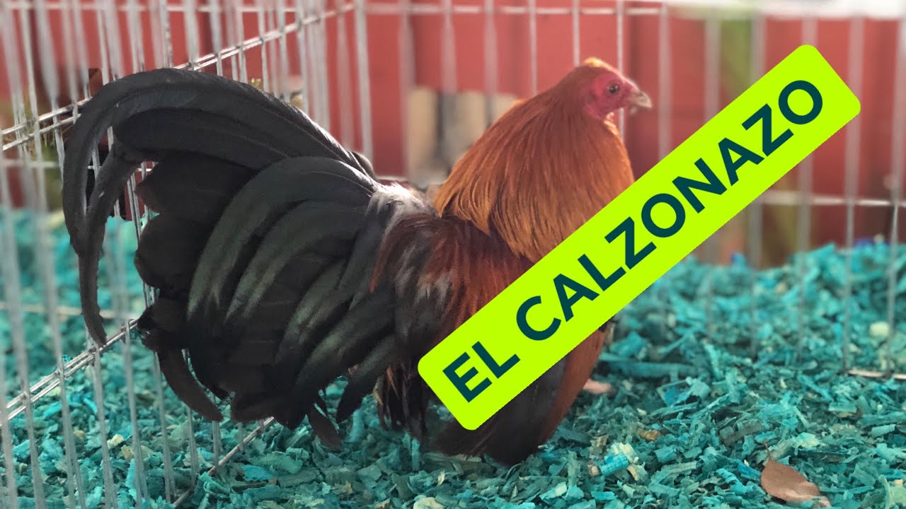 Precios de los kikirikis Queretaro (calzonazo)