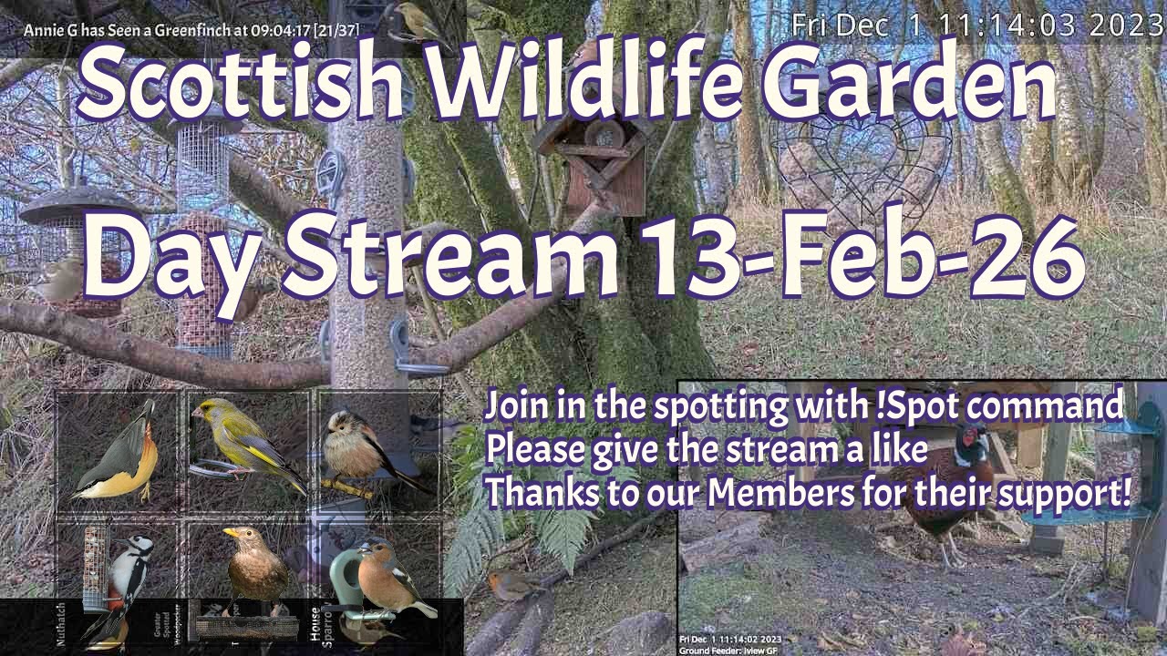Day Stream February 13th 2026 | Bird Feeders, Wildlife Cameras Scotland UK from SWG