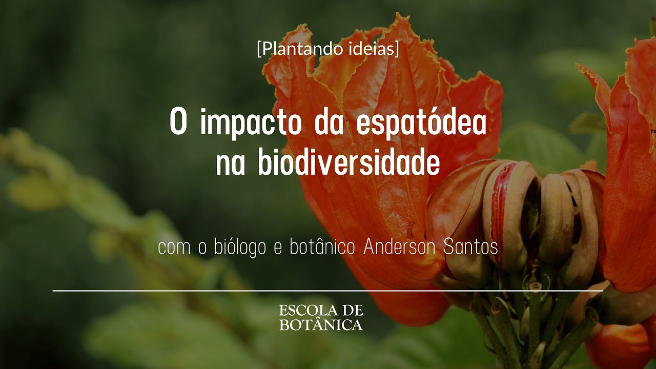[Plantando ideias] O impacto da espatódea na biodiversidade