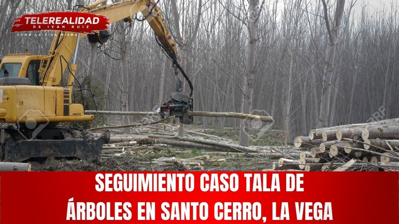 Seguimiento caso tala de árboles en Santo Cerro, La Vega.