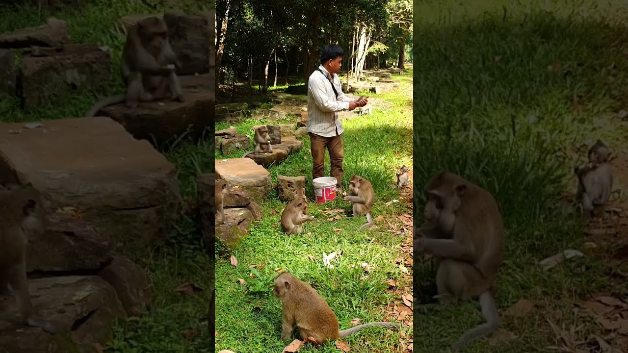 We Get Food To Group Mahanokor, Entertainment and food sharing to monkeys in Mahanoko