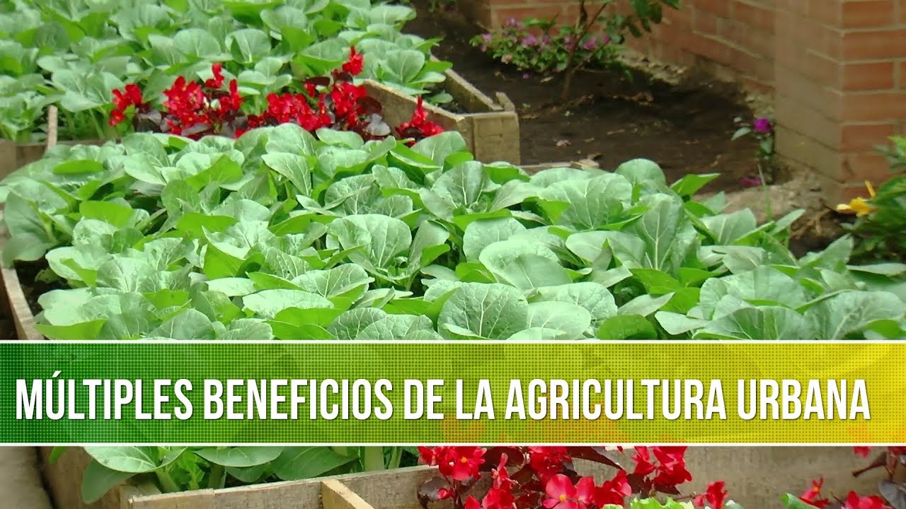 Cuales son los Multiples Beneficios de la Agricultura Urbana- TvAgro por Juan Gonzalo Angel