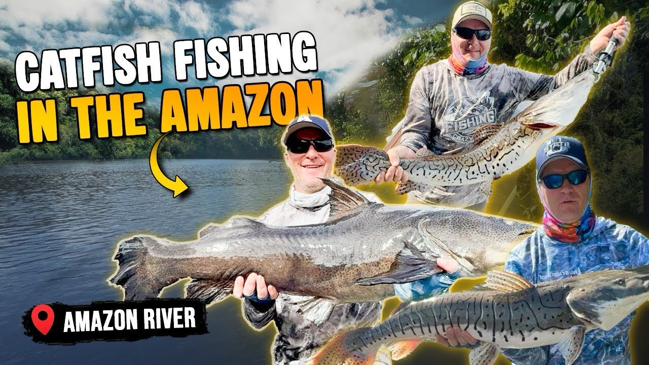 5 Exotic Catfish Species in the Amazon Jungle – Piraiba, Redtail & More!