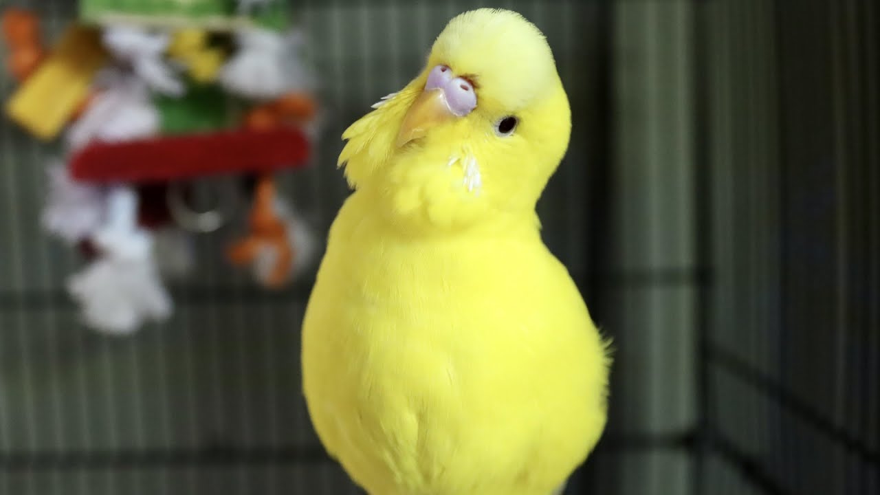 In Memory of Yellow Bird