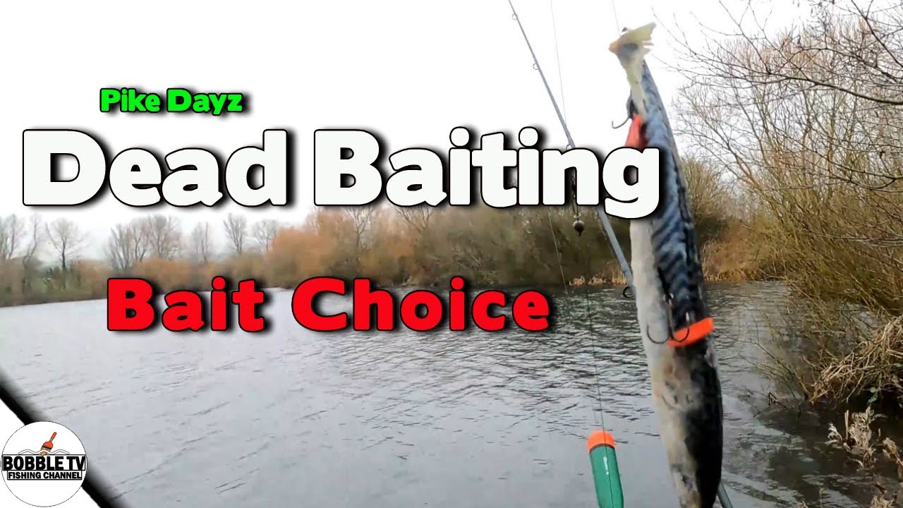 Dead Baiting For Pike Bait Choice