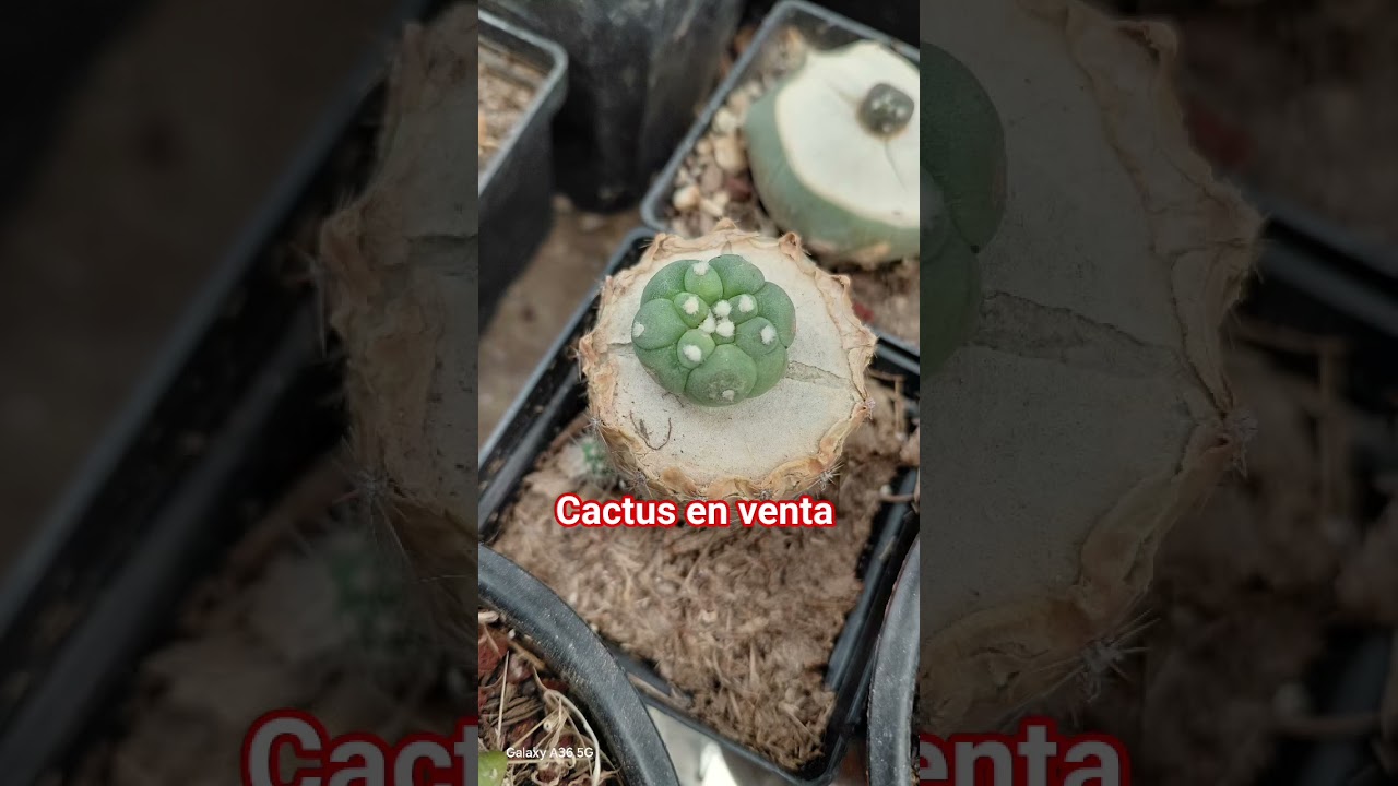 cactus en venta