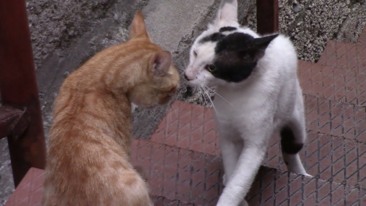 Cat RealFights #catfights 🐱