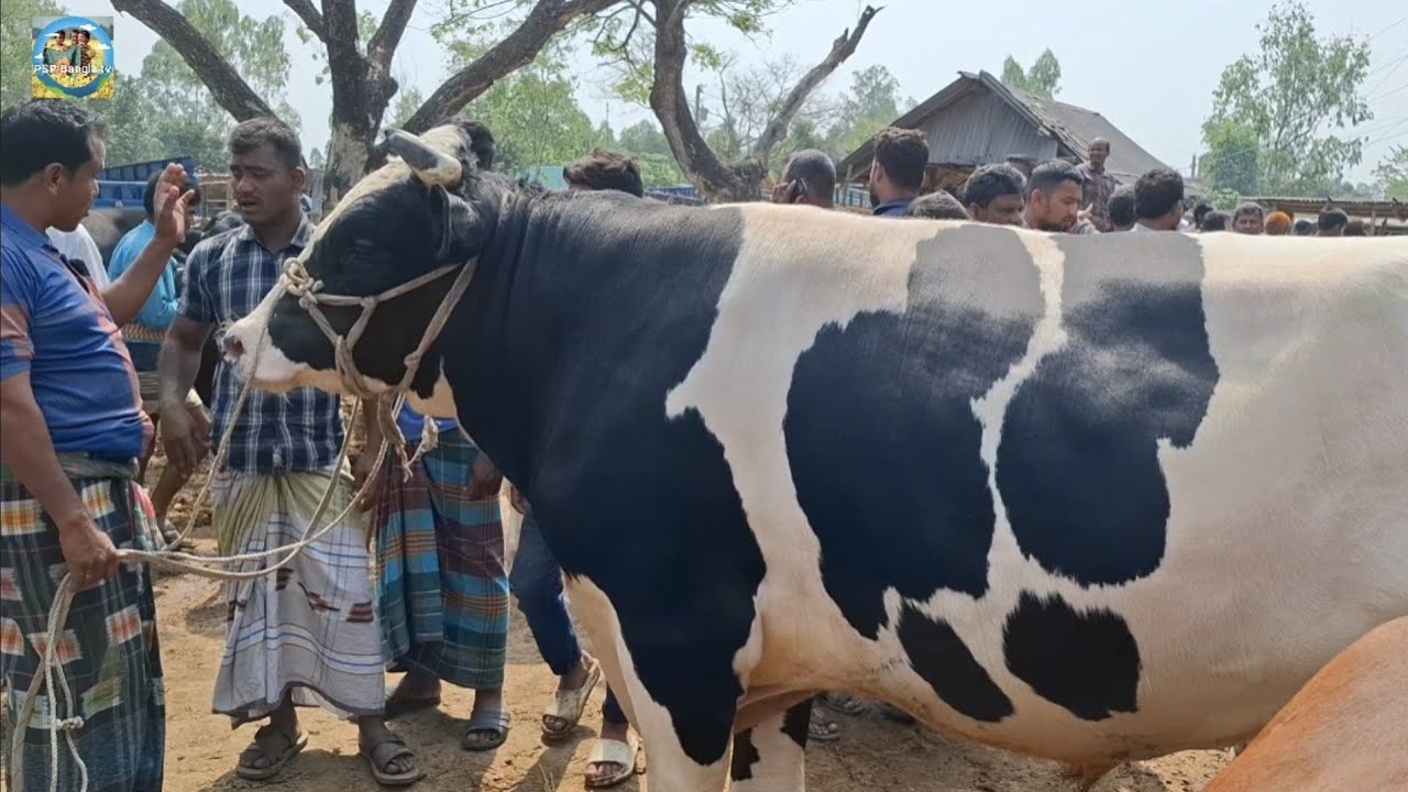 @ ১৬/৩/২০২৬|| এই ষাঁড় গরুটি কত টাকায় বিক্রি হলো?? মাংসের ষাঁড় গরুর দাম||