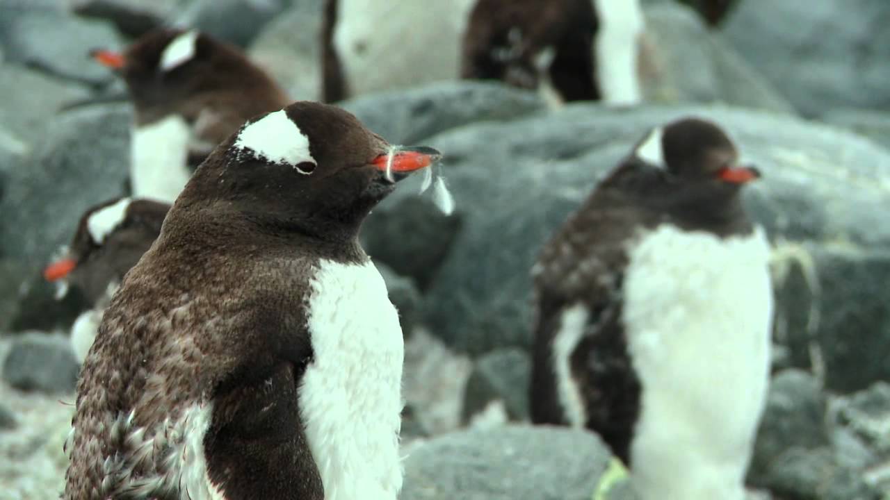 Oceanwide Expeditions presents: Basecamp Plancius