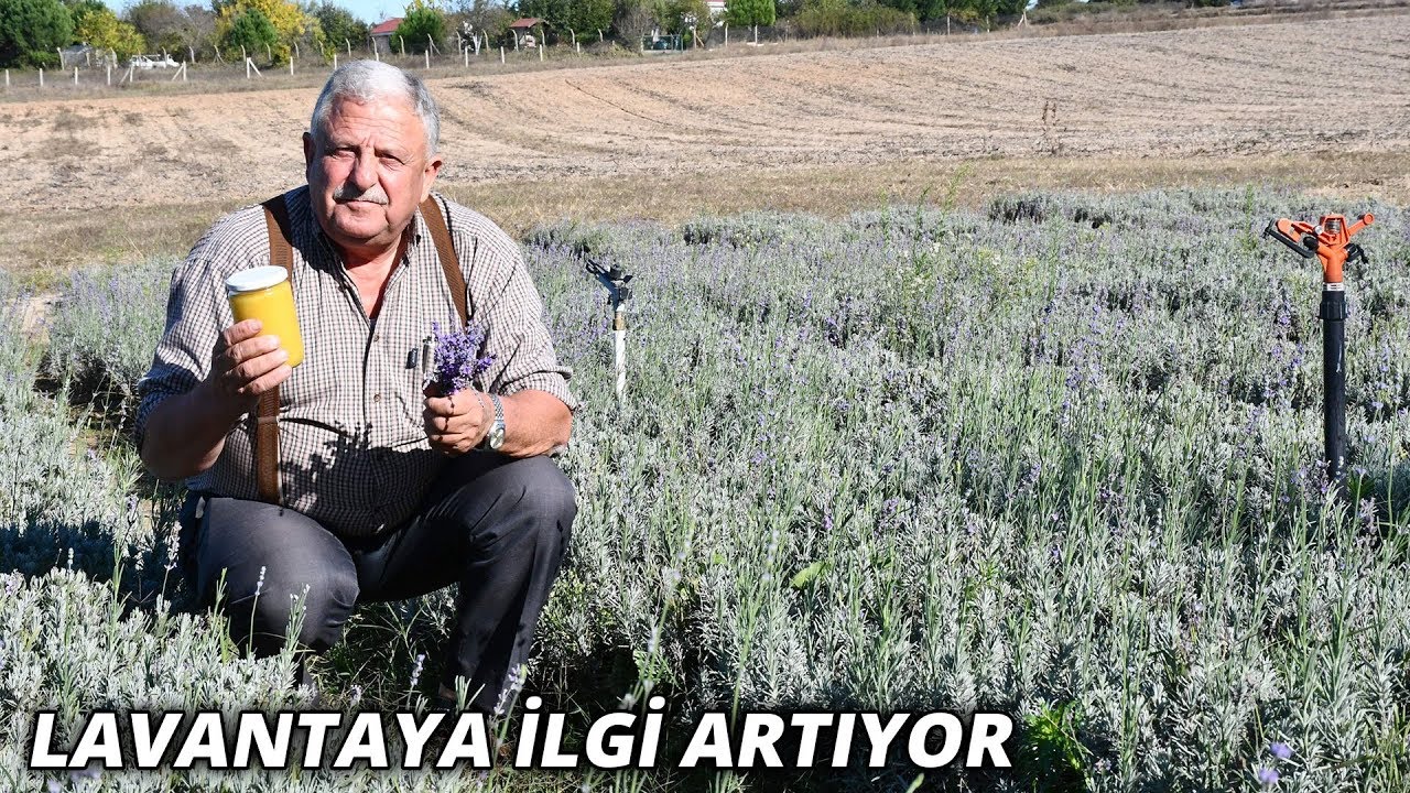 Bulgaristan'dan gelip, Tekirdağ'da ürettikleri lavanta balı büyük ilgi görüyor