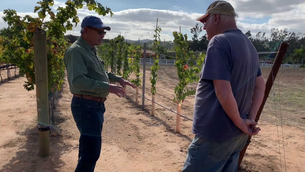 How Vineyard has Less pests and 26 BRIX (Part 1)