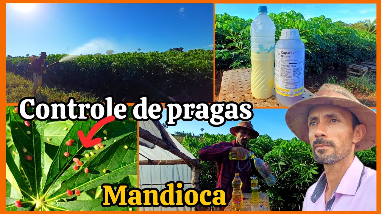 🪰🐛Pulverização para controle da Mosca das galhas, do broto e Mandarova da mandioca.🐛🪰