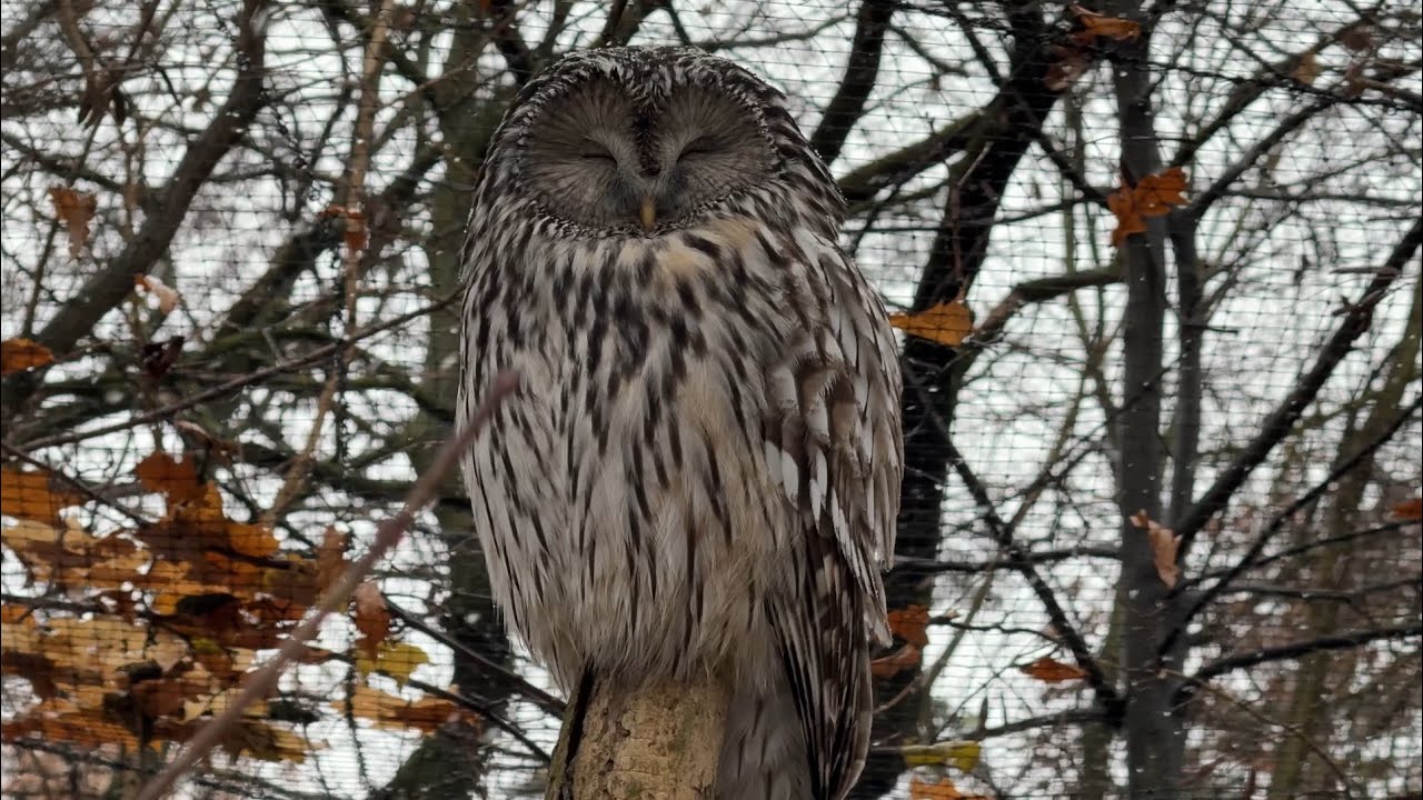 Zoo Praha pod sněhem – nevšední zážitek pro zvířata i návštěvníky (Nikola Dostálková)