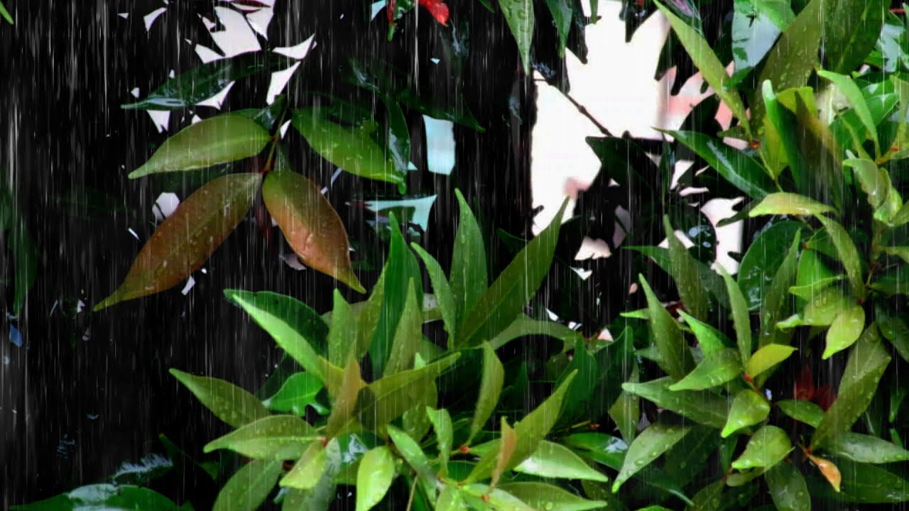Rain Sounds for Sleep 🌧️ Deep Relaxation, Calm Ambience & Better Rest