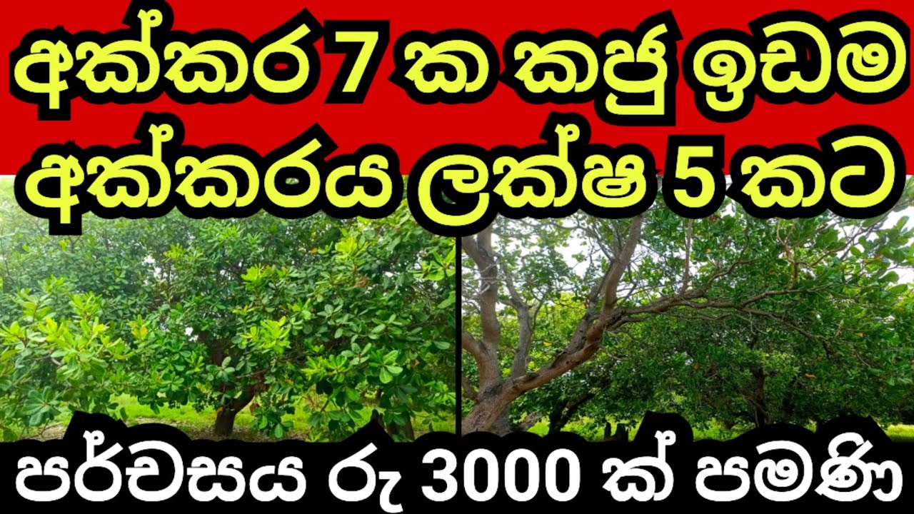 කජු අක්කරයක් ලක්ෂ 5 කට | Cashew land | Land for sale in sri lanka | Aduwata idam | Idam sale | Lands