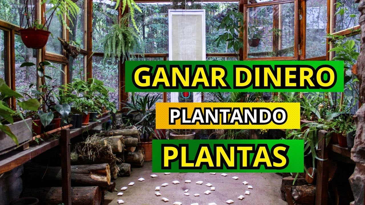 PLANTAS que Pueden Hacerte GANAR DINERO: Ideas de Negocios, consejos y estrategias! 💸