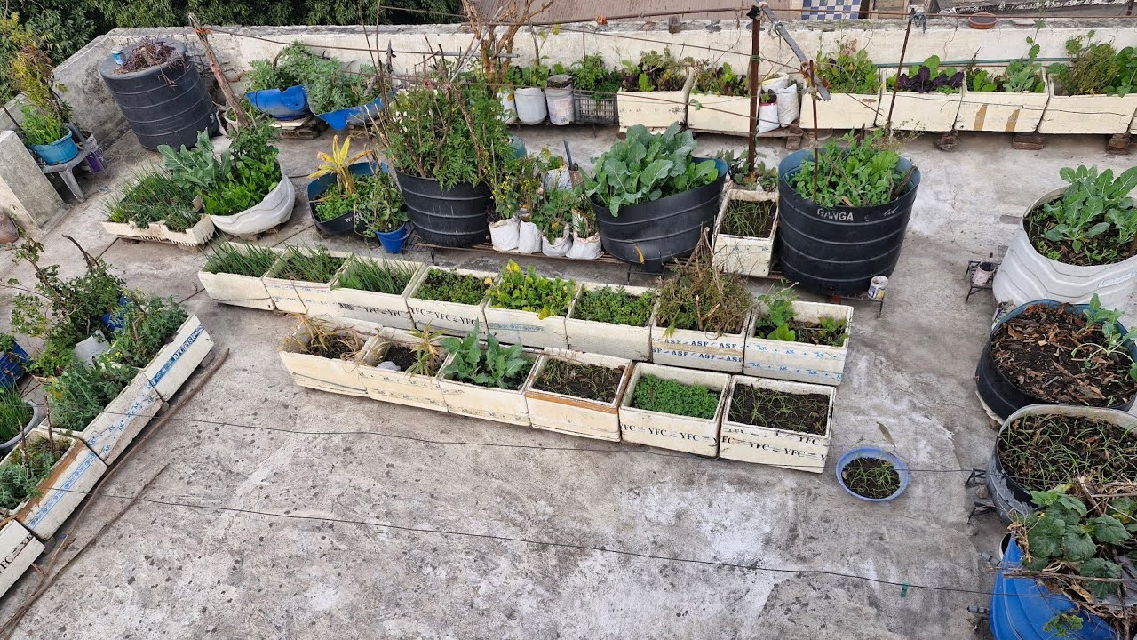 Zero budget ma terrace garden ready karee!#terracegardenindia #gardeningplants #garden #plants 