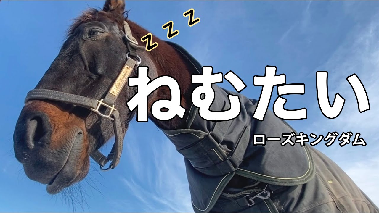 眠気と必死に戦うローズキングダム ｜Rose Kingdom fights drowsiness.