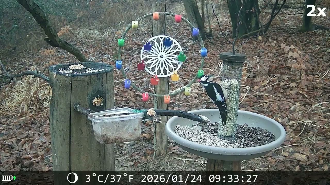 20260124 POSATOIO - BIRD FEEDER