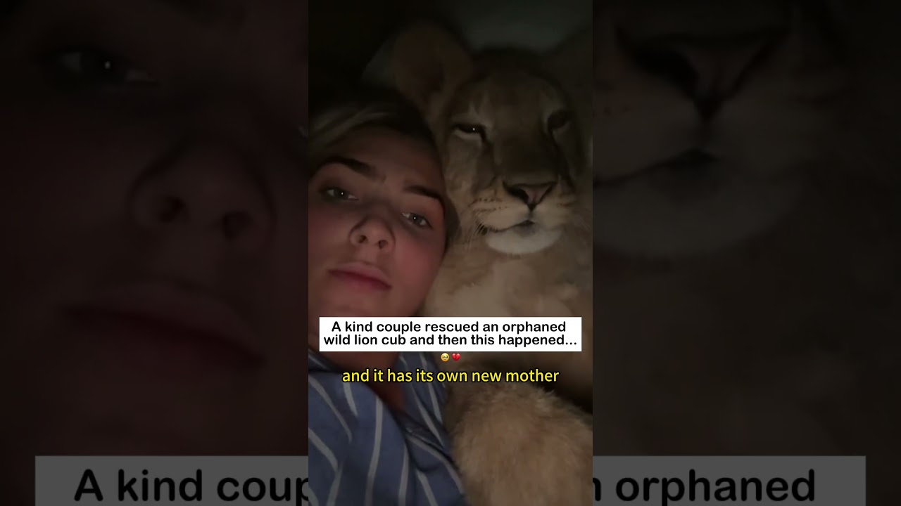 Rescue an orphaned lion cub #lovestory #animals #wildliferescue #cute #rescue #wildlife #love#lion