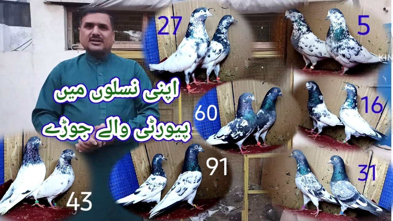 Pure breeds pigeon pairs