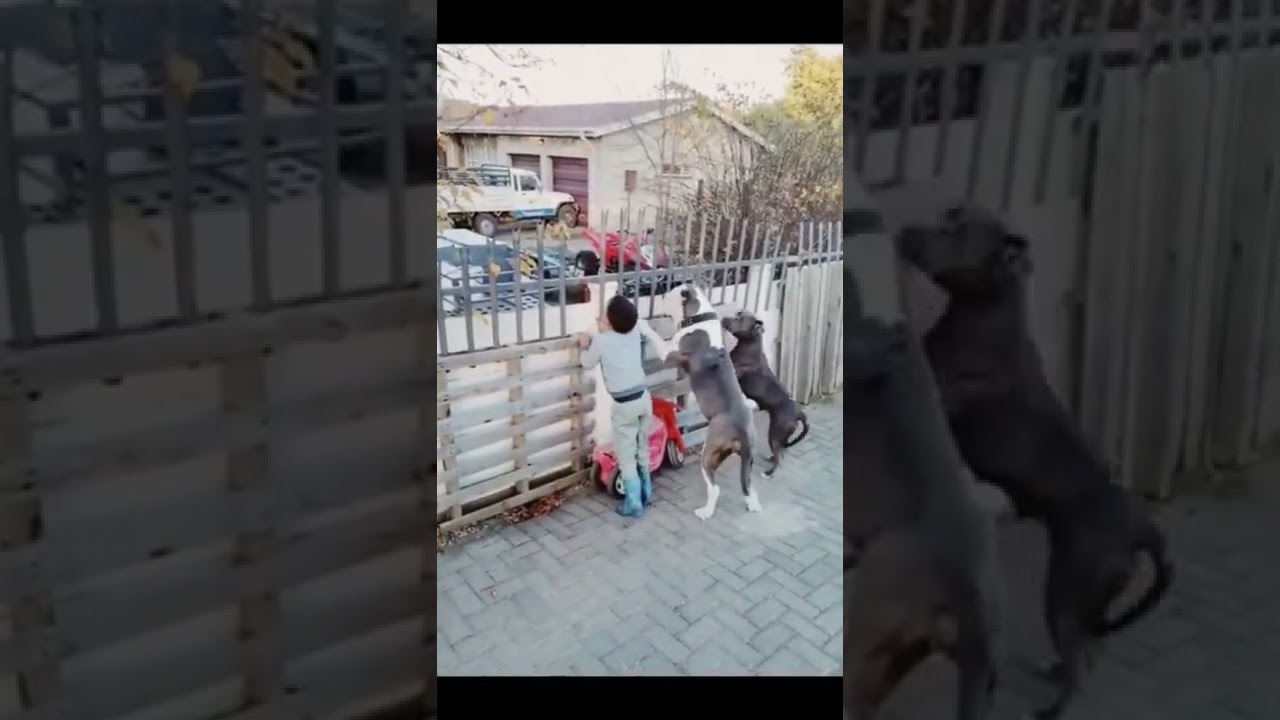 😱😱😱 Giant Dog towers over 5 YEAR OLD BOY 😍😍😍 #shorts #2022 #americanbully #bugatti #2021 #2020