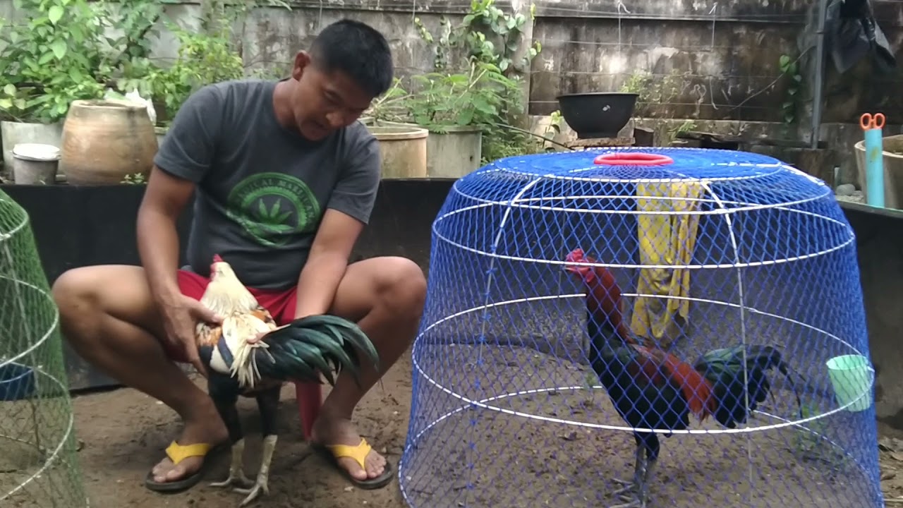 ลักษณะไก่เก่ง