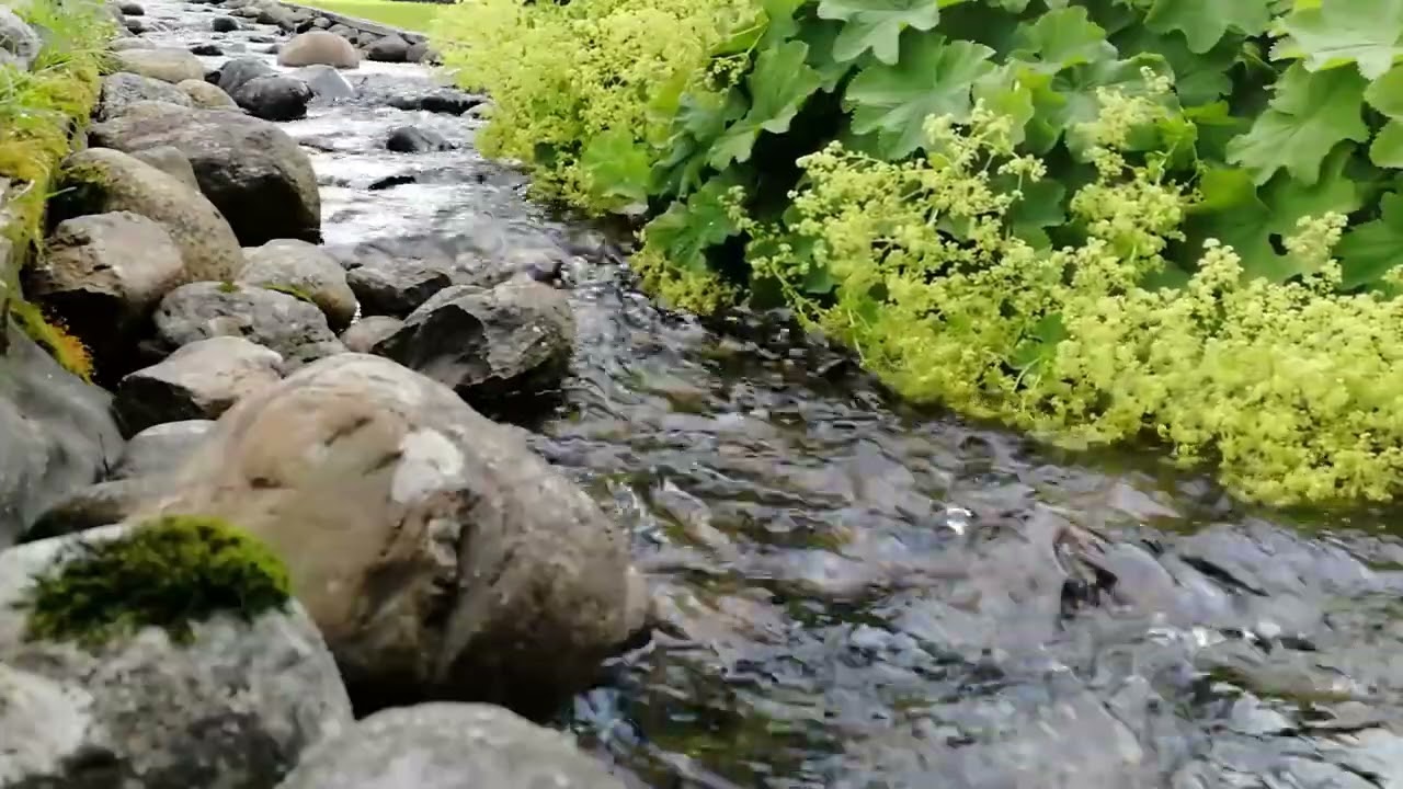Bäckljud Fågelsång Lindra Stress | 1 timme Naturljud vid Blommig Bäck