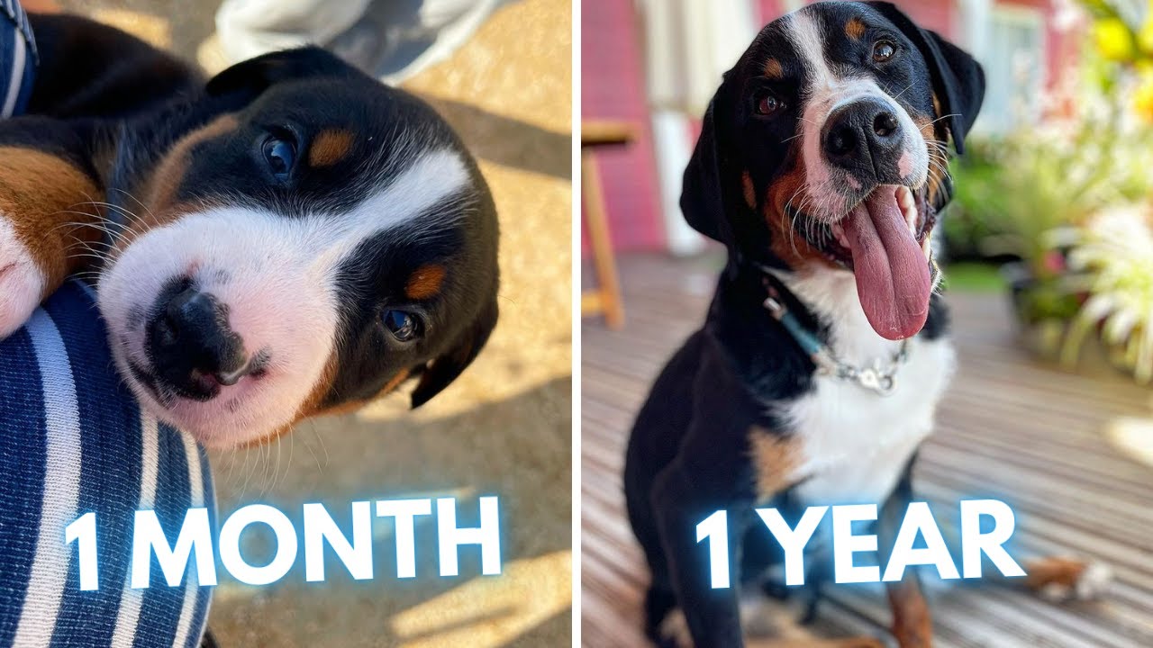Appenzeller Sennenhund Puppy to Dog Transformation (1 Month to 1 Year)