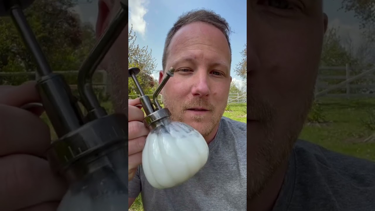 Comment traiter l’oïdium sur les plantes vertes ? 