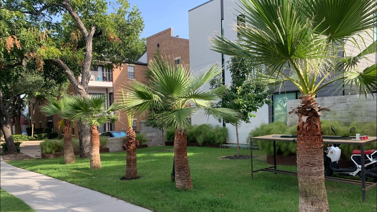 Palms trees cleaning