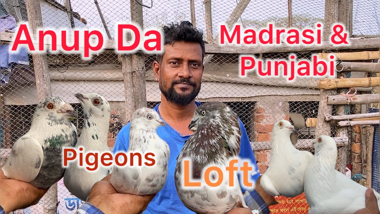 Madrasi & Malwai  Pigeons loft maintain by Anup Nunish from Hotar 😱