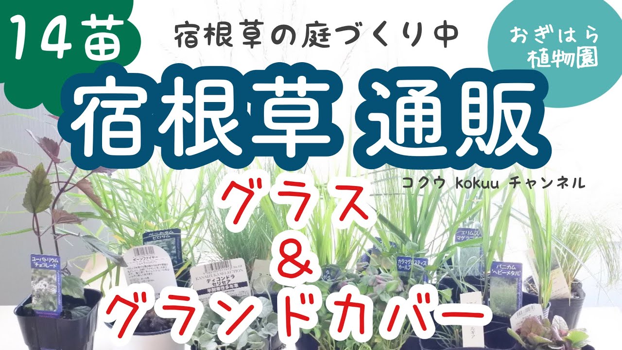 【宿根草】通販（おぎはら植物園）で14種類購入｜宿根草のグランドカバーとグラスで庭づくり｜オーナメンタルグラス（#123）