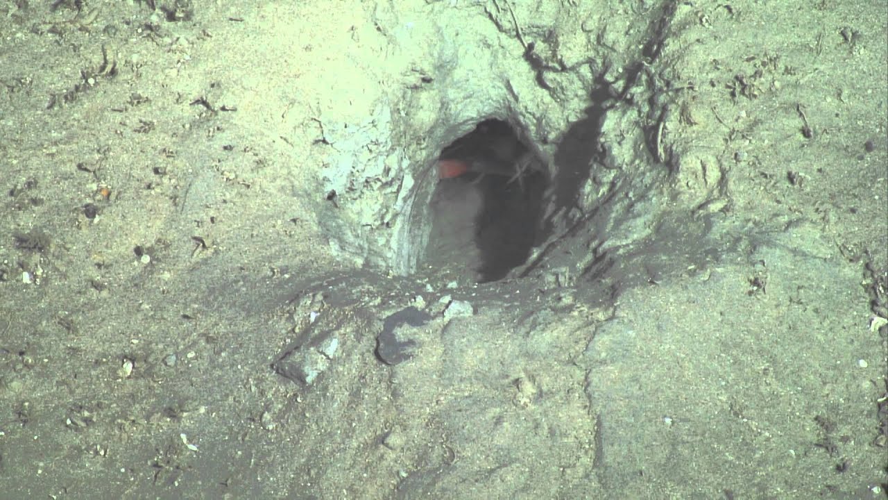 Nephrops at home