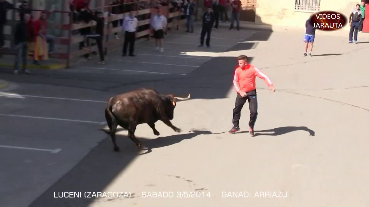 LUCENI  (ZARAGOZA) VACAS  CALLE  (SABADO 3 MAYO 2014)  ARRIAZU