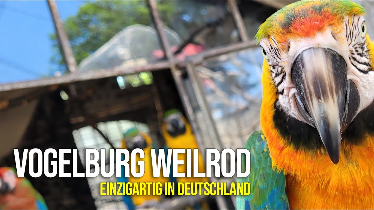 VOGELBURG WEILROD - der einzigartige Papageien- und Vogelpark in Hessen - unser Ausflugstipp!