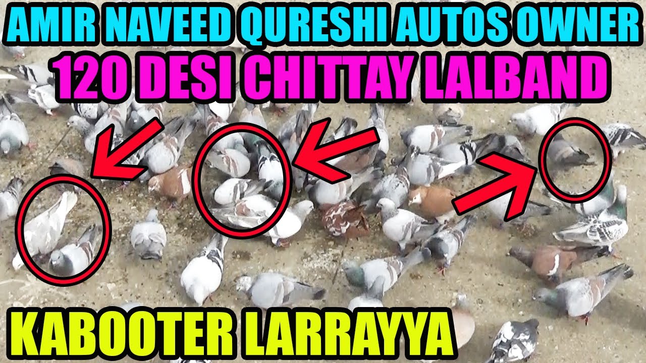 120 Desi Chittay Lalband Kabooteron Ki Larrayya Amir Naveed Qureshi Autos Owner Catching Pigeon Utra