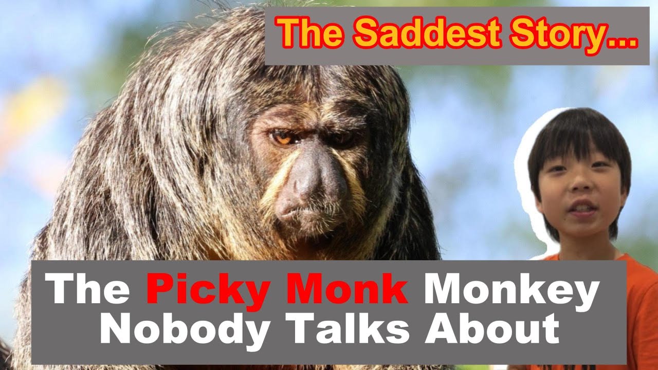 Monk Saki Monkey Facts + Real Rescue Story of Luna | Kid Reporter