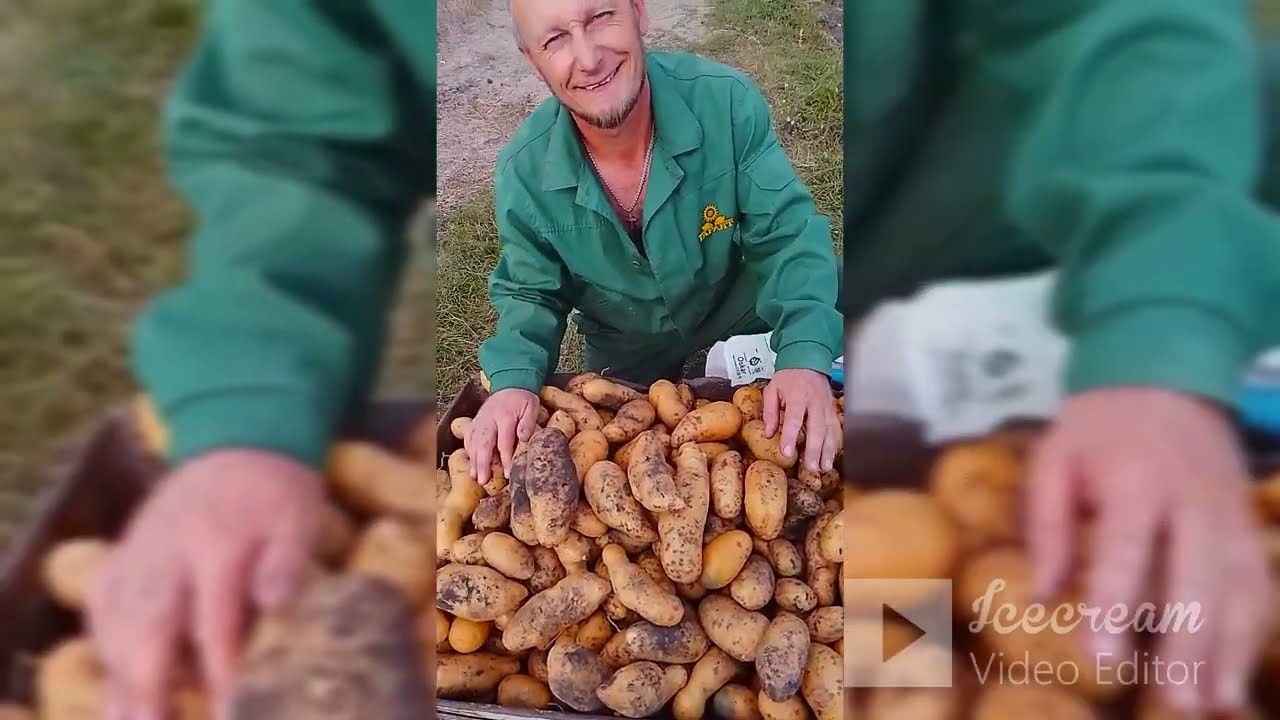 Мотоблок гібрид. Копаєм картоплю. (класичний спосіб)