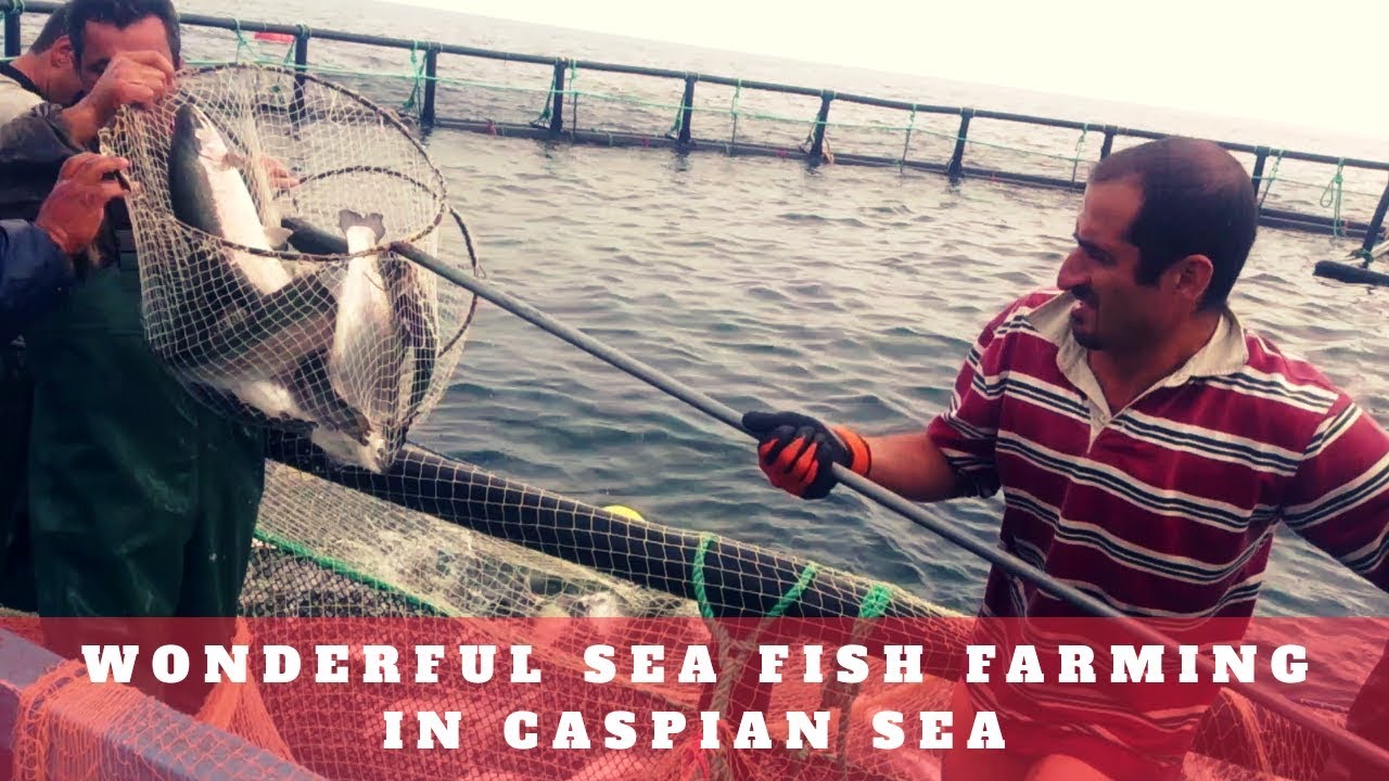 Wonderful Sea Fish Farming in Caspian Sea - دریای خزر ایران