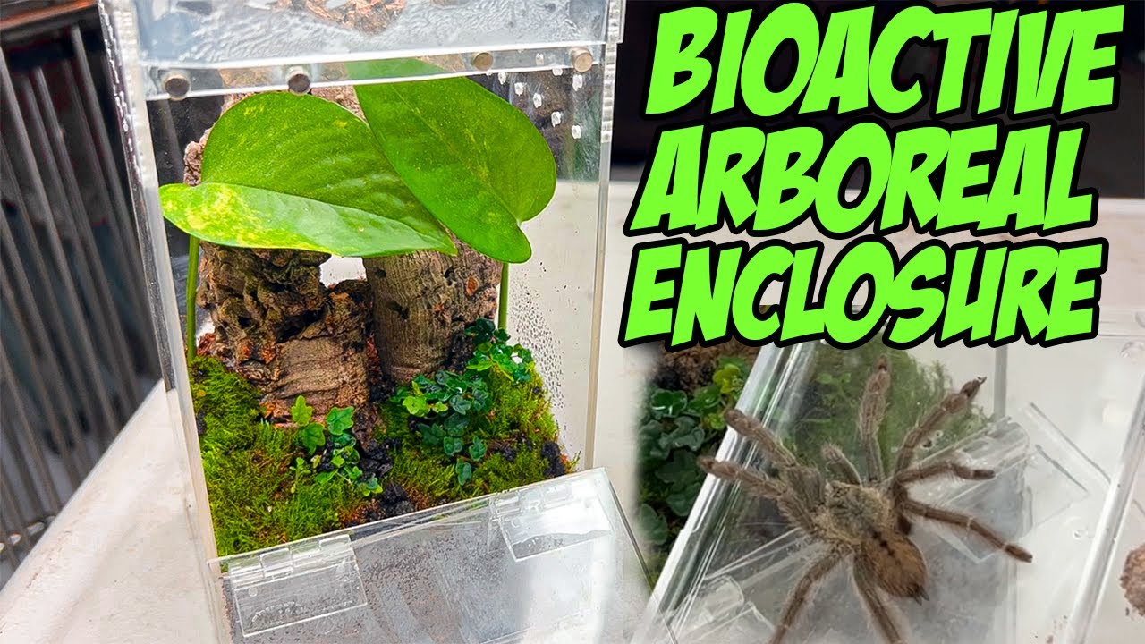 TARANTULA BIOACTIVE Arboreal Enclosure - Rehousing our Psalmopoeus Cambridgei
