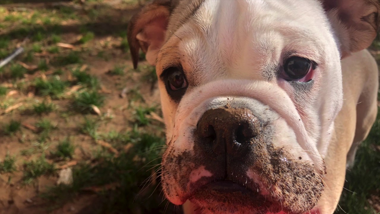 CUTE PUPPY GETS CAUGHT IN THE ACT! LOLA THE BULLDOG PLAYS IN THE MUD!
