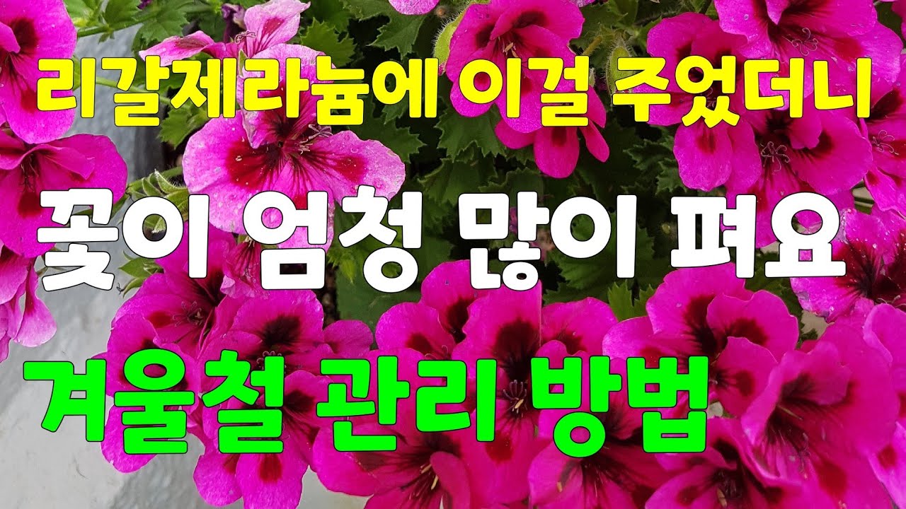 리갈제라늄 풍성하게 잘 키우는 방법.      👉겨울철 관리방법