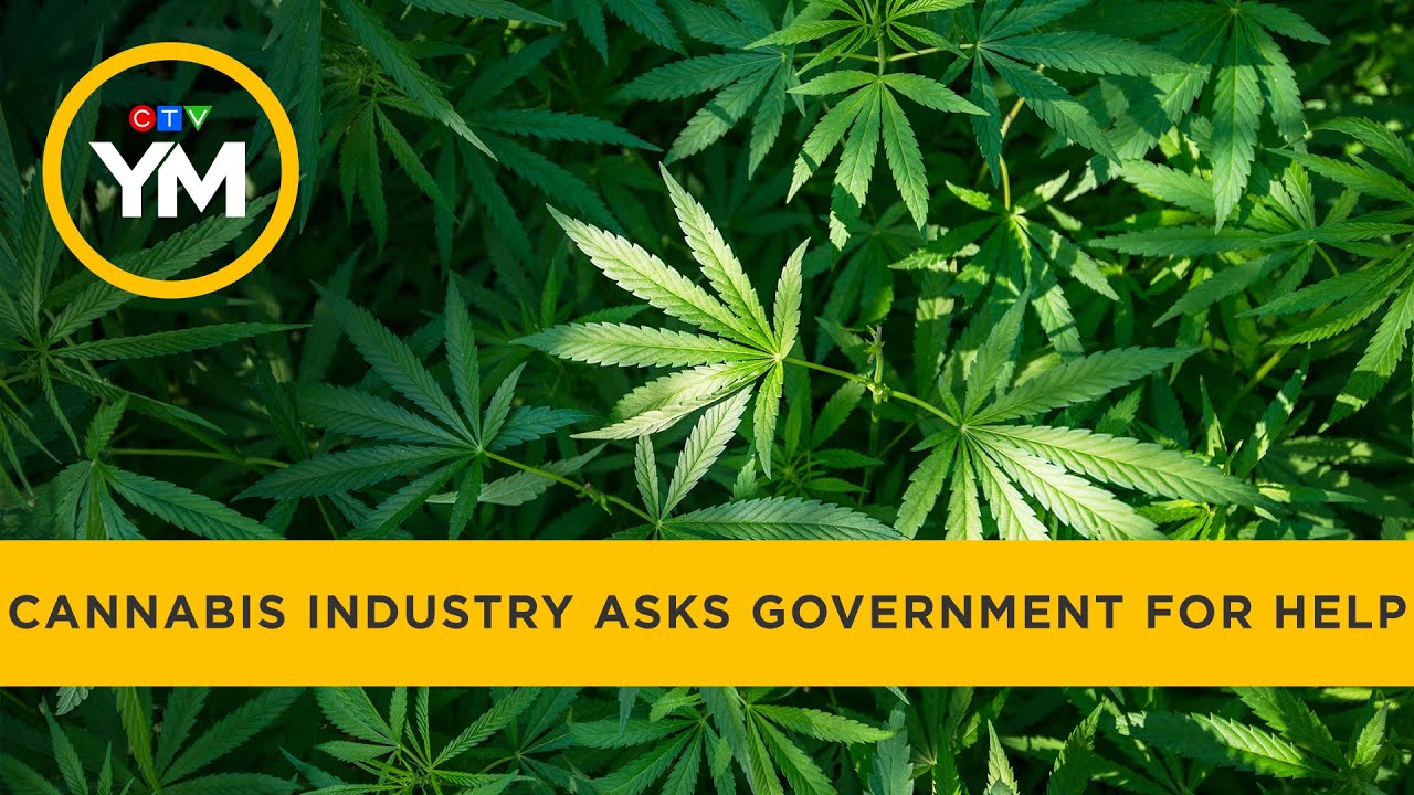 Canada’s cannabis industry asking government for help | Your Morning
