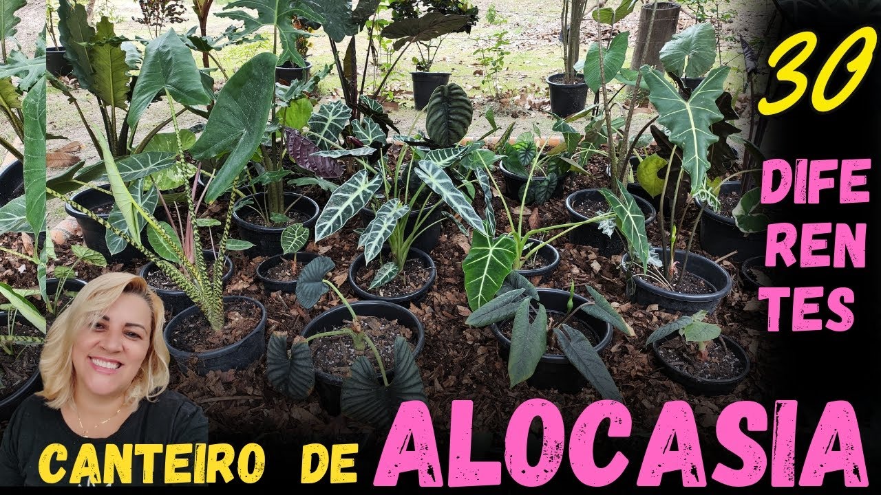 coleção de alocasias nem eu sabia que tinha tantas - replantei  - fiz um canteiro lindo  só com elas