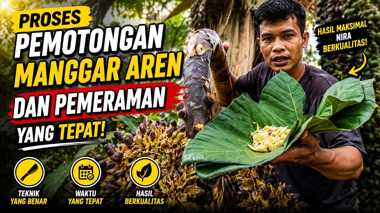 Proses Pemotongan Manggar Aren dan Pemeraman yang Tepat