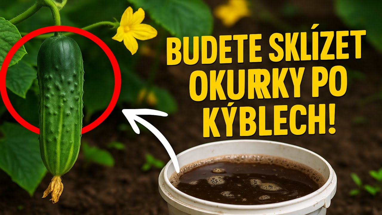 Budete sklízet okurky po kýblech! 🥒 6 přírodních hnojiv z vaší kuchyně.