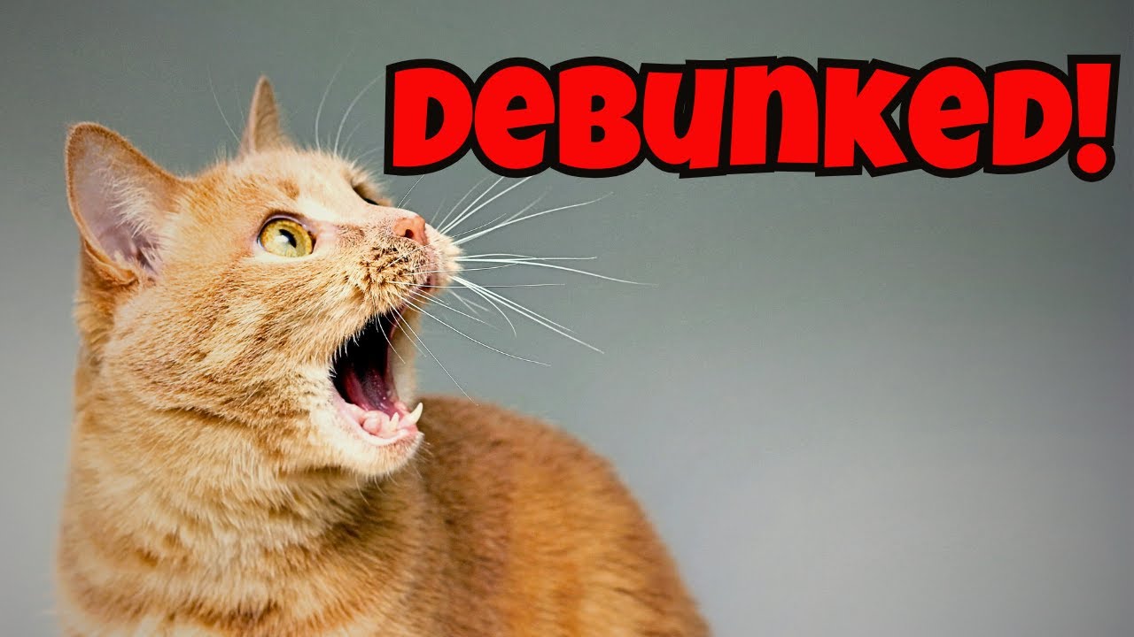 Top 9 Cat Myths Busted  What Every Owner Should Know