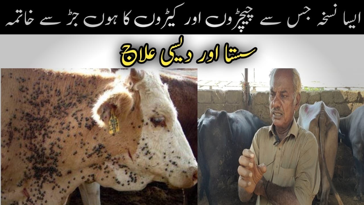 Chicher marne ka Sasta Formula | How to get rid of the ticks | جانور کے چیچڑوں کا سستا علاج