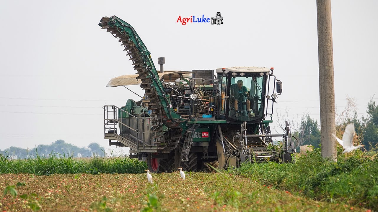 🍅 MTS Sandei THR 650s | Raccolta Pomodoro da Industria | Tomato Processing Harvest